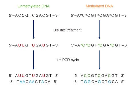 Methylation Magnetic Beads
