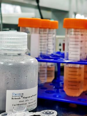 Perlas magnéticas Magrose Protein L con alta estabilidad del producto