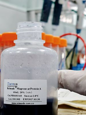 Спецификация суперпарамагнитных магнитных бусин Protein L 5 мл/50 мл/100 мл