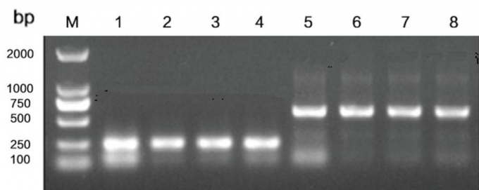 Magnetic Bead-Based PCR Product Purification Kit